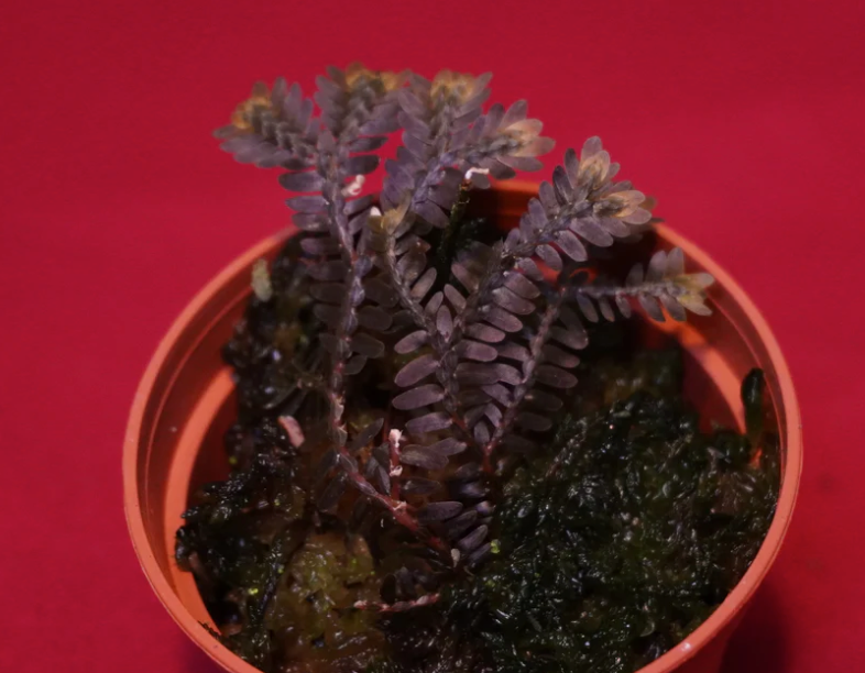 Selaginella sp. Bronze Ecuador
