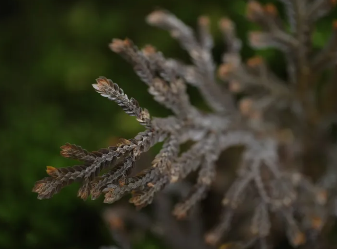 Selaginella sp. Bronze Ecuador