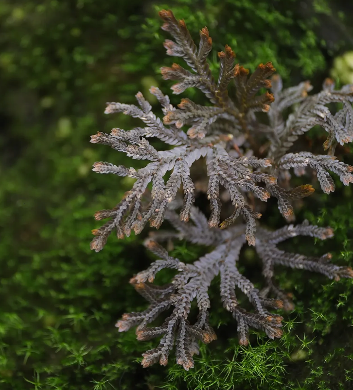 Selaginella sp. Bronze Ecuador