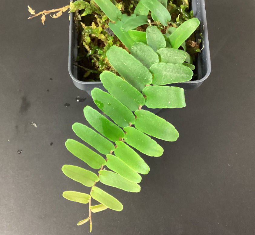 Marcgravia sp Narrow leaf 6-8 leaves