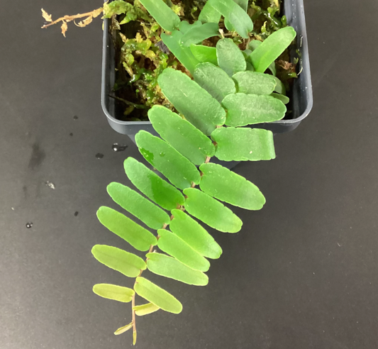 Marcgravia sp Narrow leaf 6-8 leaves