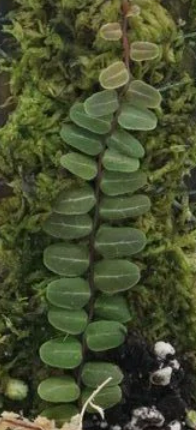 Marcgravia Sp melon about 5cm