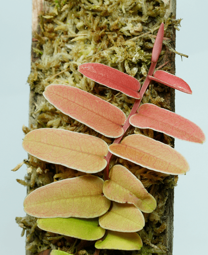 Marcgravia sintenisii About 10cm