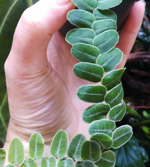 Marcgravia umbellata about 15 leaves