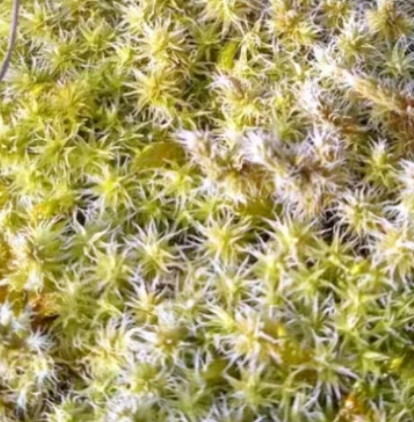 Racomitrium canescens, Silver Fringe-moss, with Phytosanitary certification and Passport, grown by moss supplier