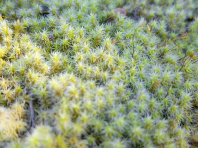 Racomitrium canescens, Silver Fringe-moss, with Phytosanitary certification and Passport, grown by moss supplier