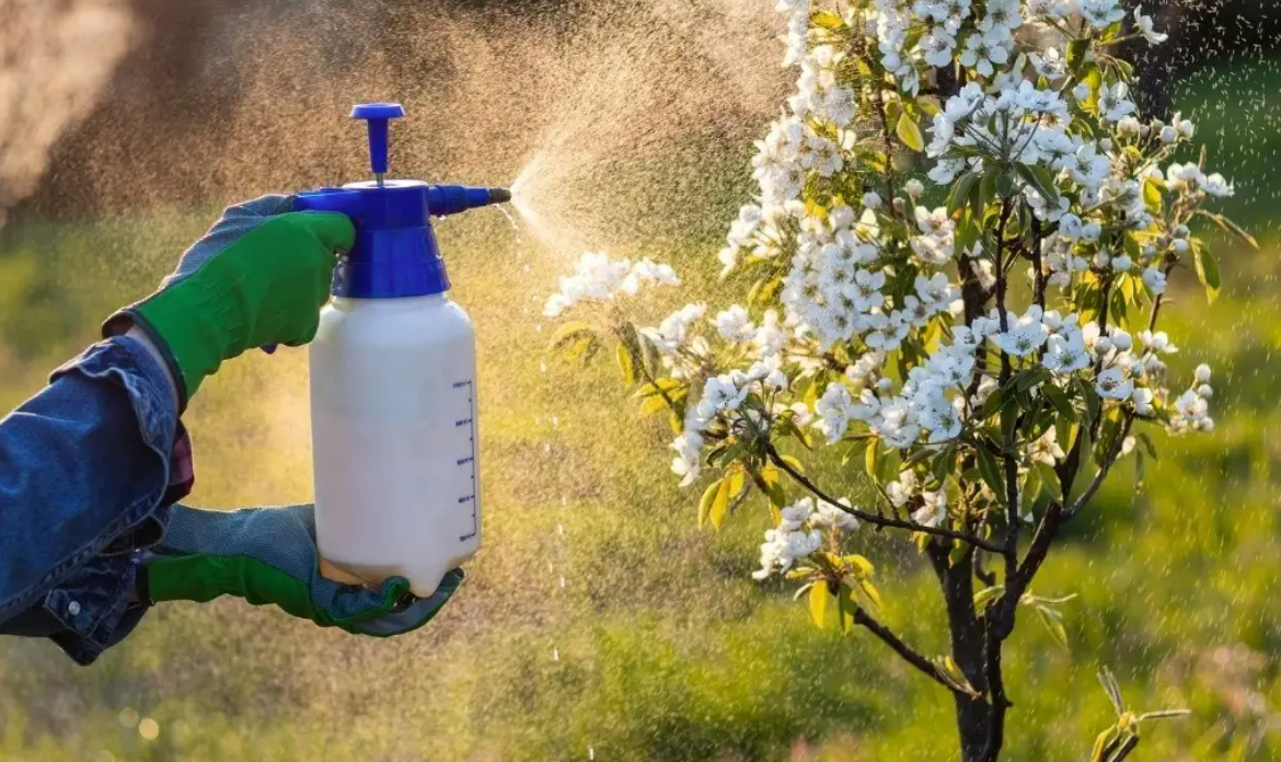 Organic Manure and Goat milk Tea, NPK 2.23- 1.24- 3.69 , foliar feed and soil additive that helps control aphids