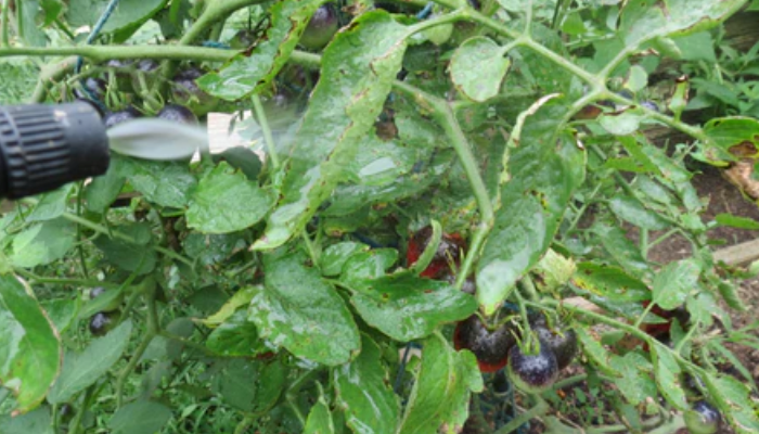 Organic Manure and Goat milk Tea, NPK 2.23- 1.24- 3.69 , foliar feed and soil additive that helps control aphids