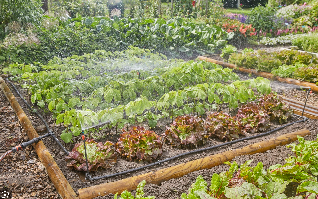 Organic Manure and Goat milk Tea, NPK 2.23- 1.24- 3.69 , foliar feed and soil additive that helps control aphids