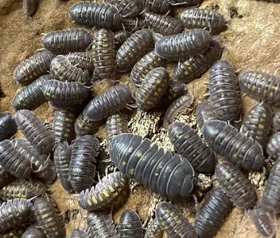 Armadillidium granulatum, the Yellow Spanish Isopod