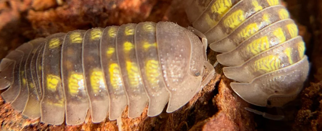 Armadillidium granulatum, the Yellow Spanish Isopod