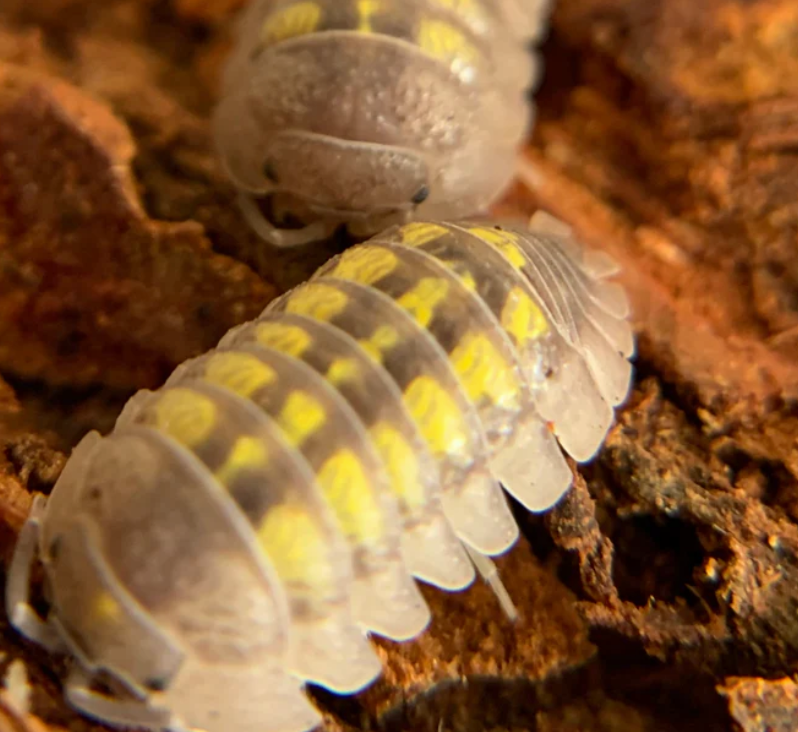 Armadillidium granulatum, the Yellow Spanish Isopod