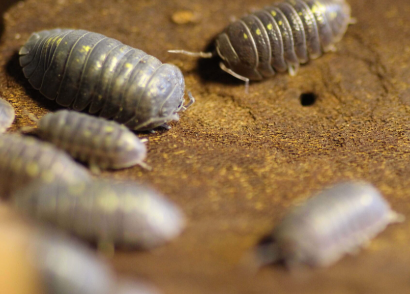 Armadillidium granulatum, the Yellow Spanish Isopod