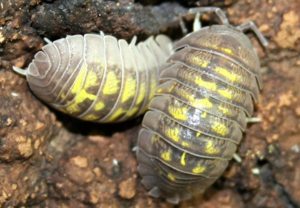 Armadillidium granulatum, the Yellow Spanish Isopod