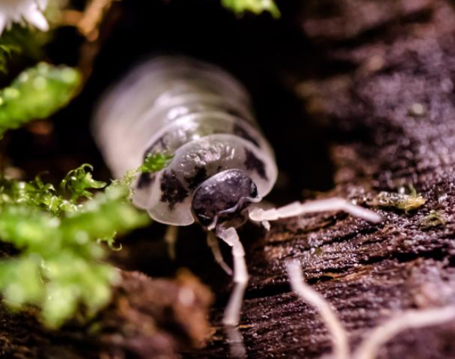 Isopod Porcellio laevis “Dairy cow”