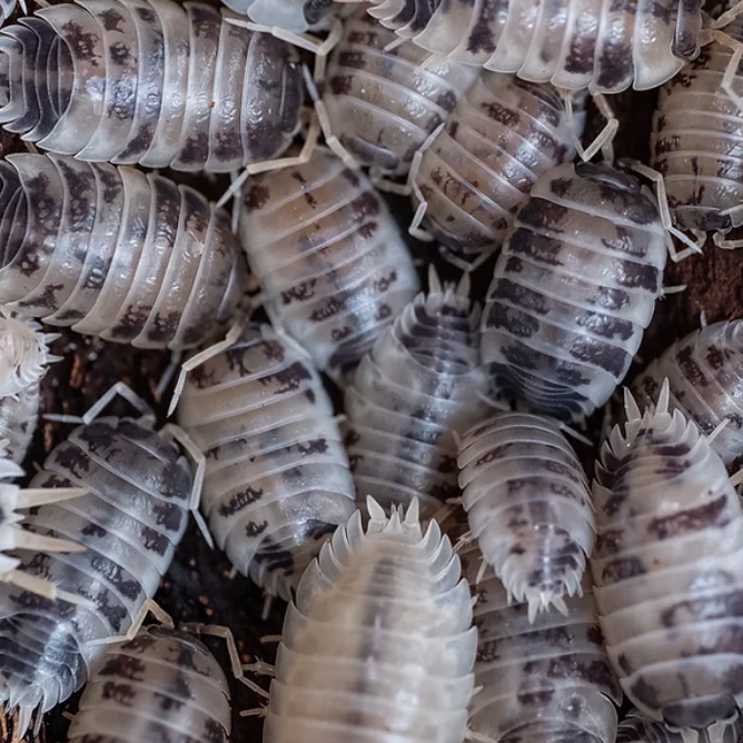 Isopod Porcellio laevis “Dairy cow”