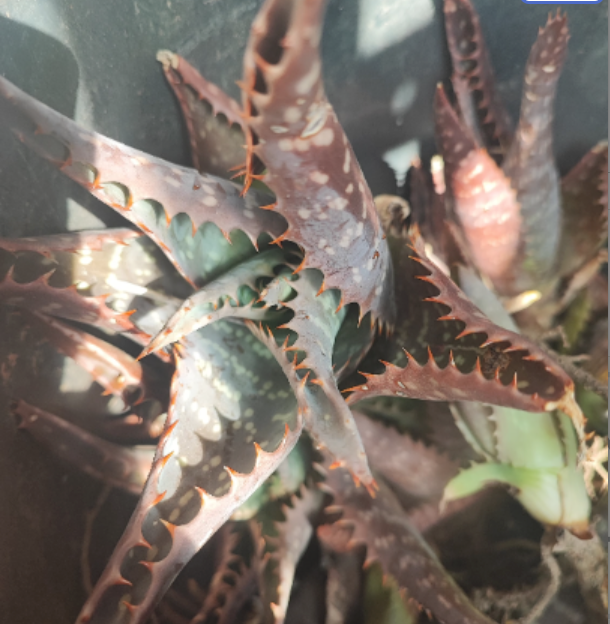Red Aloe maculata, Aloe saponaria, the soap aloe or zebra aloe. 10x10cm plant with roots.