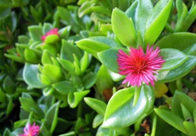 Hanging succulent Mesembryanthemum cordifolium, Aptenia cordifolia, the iceplant