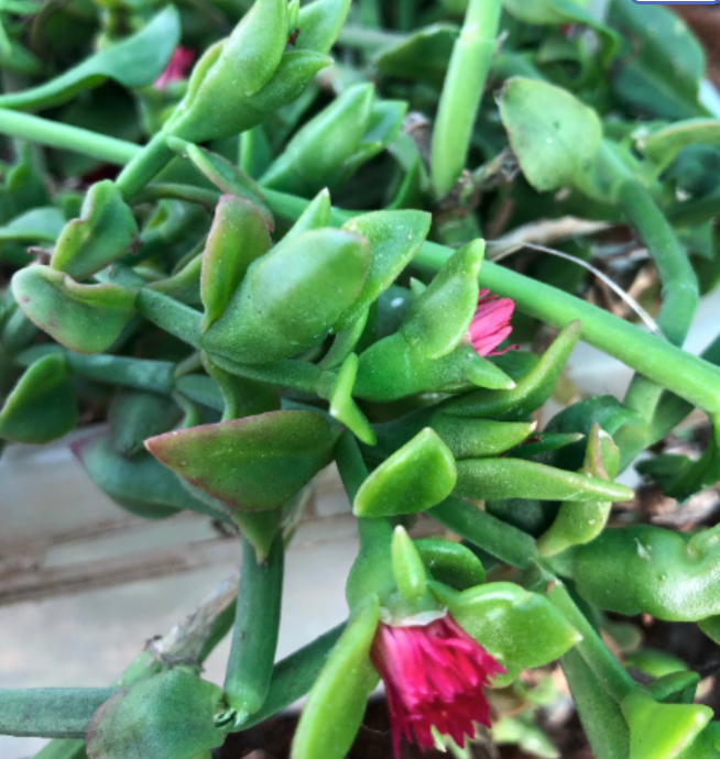 Hanging succulent Mesembryanthemum cordifolium, Aptenia cordifolia, the iceplant
