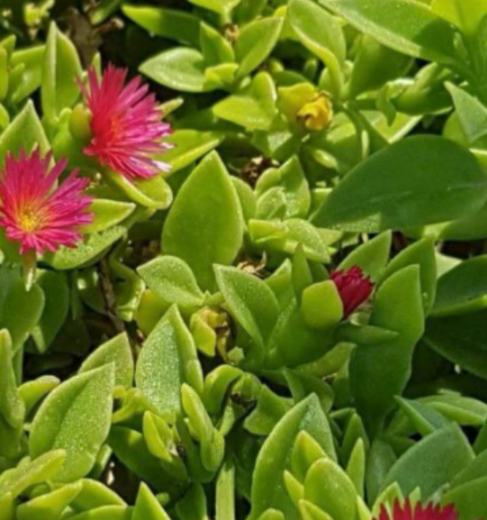 Hanging succulent Mesembryanthemum cordifolium, Aptenia cordifolia, the iceplant