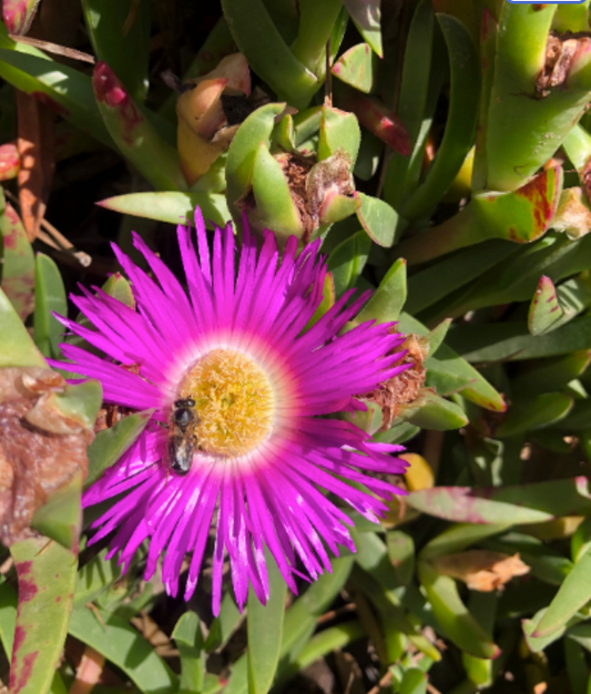 Carpobrotus chilensis (sea fig) pink flower