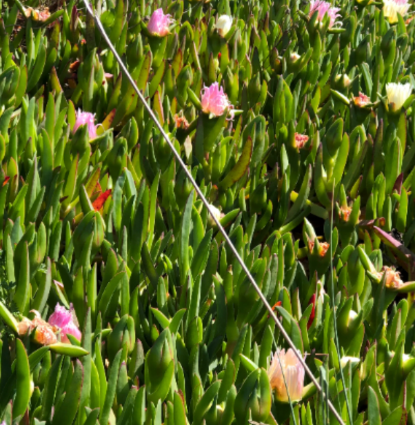 Carpobrotus chilensis (sea fig) pink flower