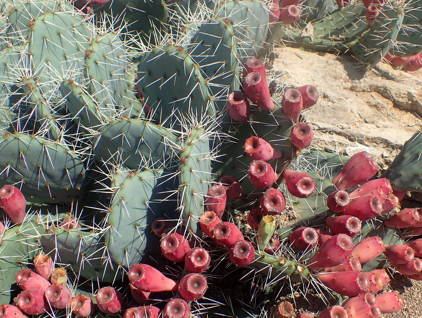 New Mexico pricky-pear Opuntia phaeacantha