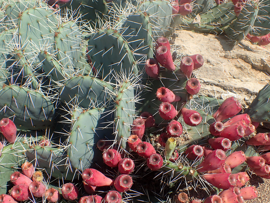 New Mexico pricky-pear Opuntia phaeacantha