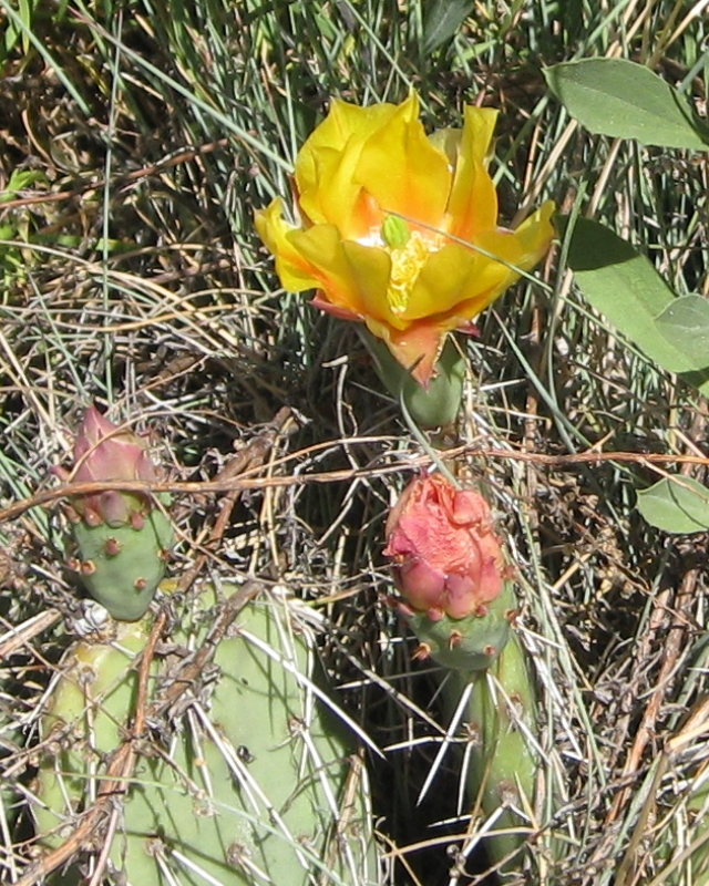 New Mexico pricky-pear Opuntia phaeacantha