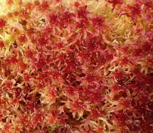 Sphagnum Capillifolium red bogmoss, northern peat moss, acute-leaved bog-moss