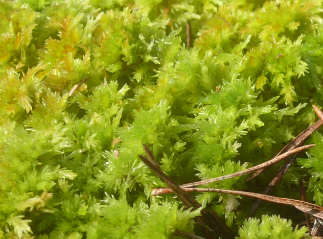 Living Sphagnum flexuosum Terrarium moss, with Phytosanitary