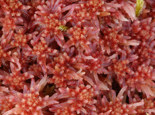 Sphagnum rubellum, red peat moss