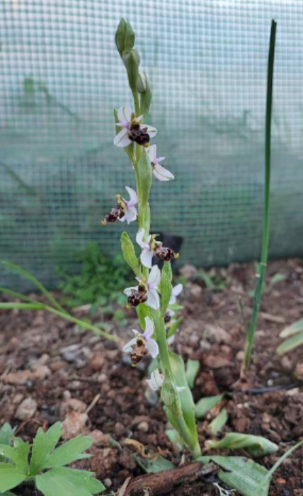 Ophrys apifera, bee orchid, 1 bulb or seed pod and substrate