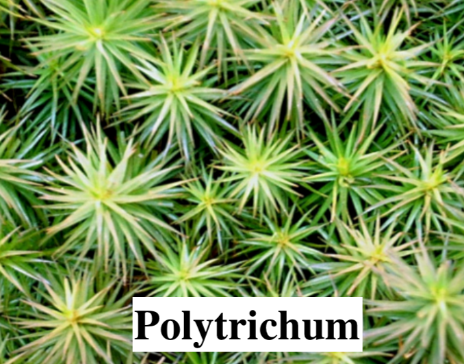 Stabilised Lichen, liverwort, and moss for DIY decorations.