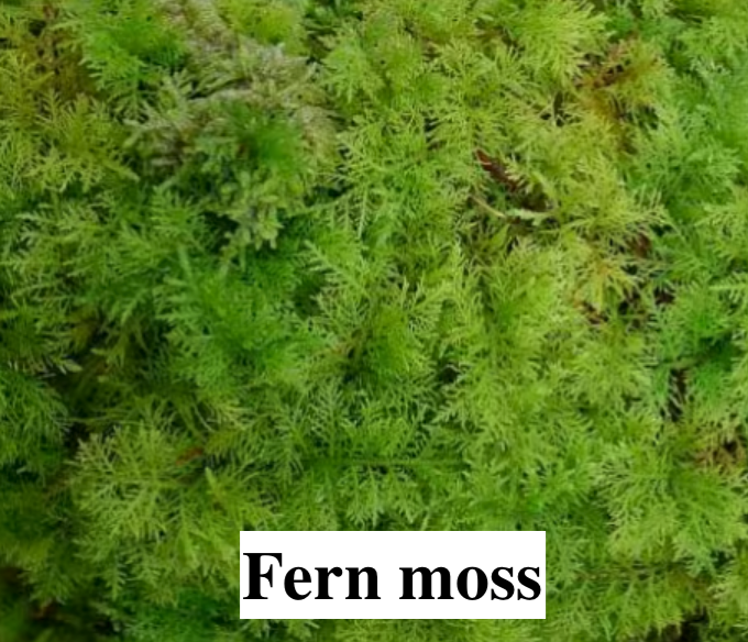 Stabilised Lichen, liverwort, and moss for DIY decorations.