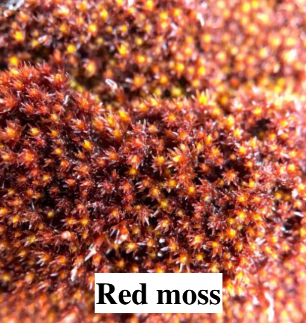 Stabilised Lichen, liverwort, and moss for DIY decorations.