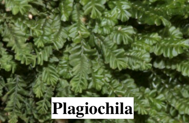 Stabilised Lichen, liverwort, and moss for DIY decorations.