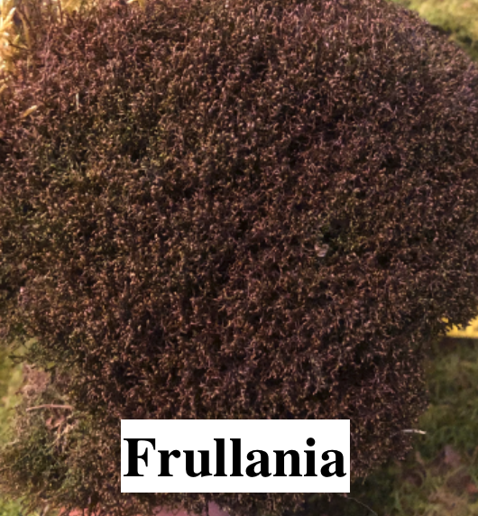 Stabilised Lichen, liverwort, and moss for DIY decorations.