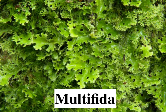 Stabilised Lichen, liverwort, and moss for DIY decorations.