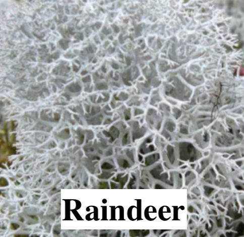 Stabilised Lichen, liverwort, and moss for DIY decorations.