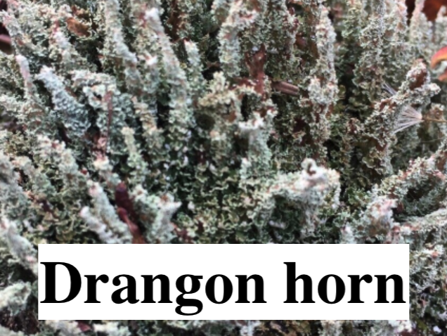 Stabilised Lichen, liverwort, and moss for DIY decorations.