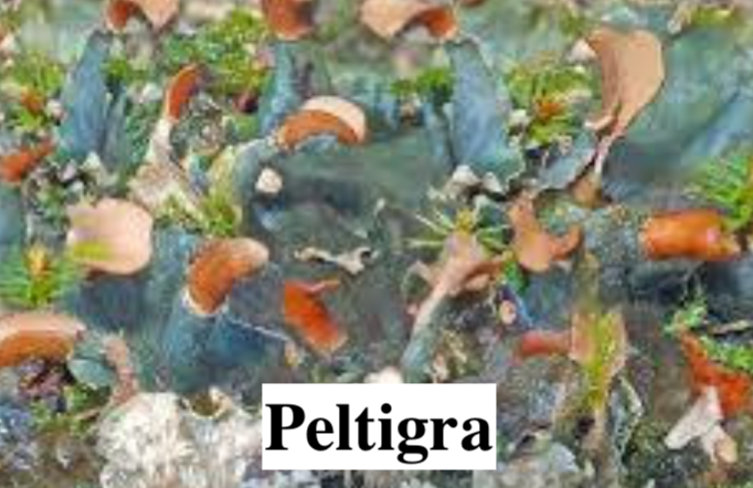 Stabilised Lichen, liverwort, and moss for DIY decorations.