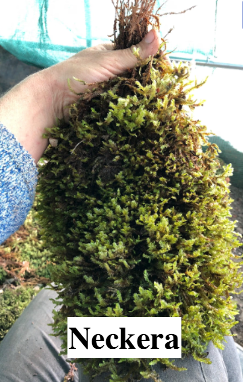 Stabilised Lichen, liverwort, and moss for DIY decorations.