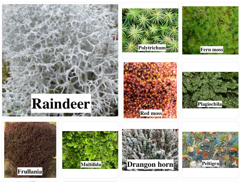 Stabilised Lichen, liverwort, and moss for DIY decorations.