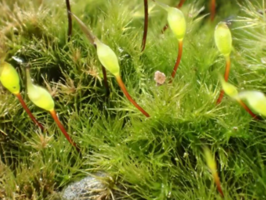 Terrarium moss Rhynchostegiella tenella, with Phytosanitary certification and Passport, grown by moss supplier