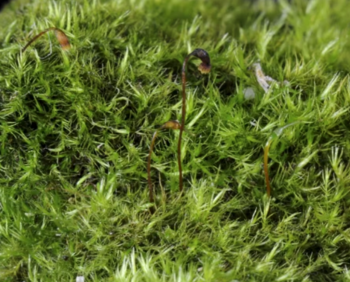 Terrarium moss Rhynchostegiella tenella, with Phytosanitary certification and Passport, grown by moss supplier