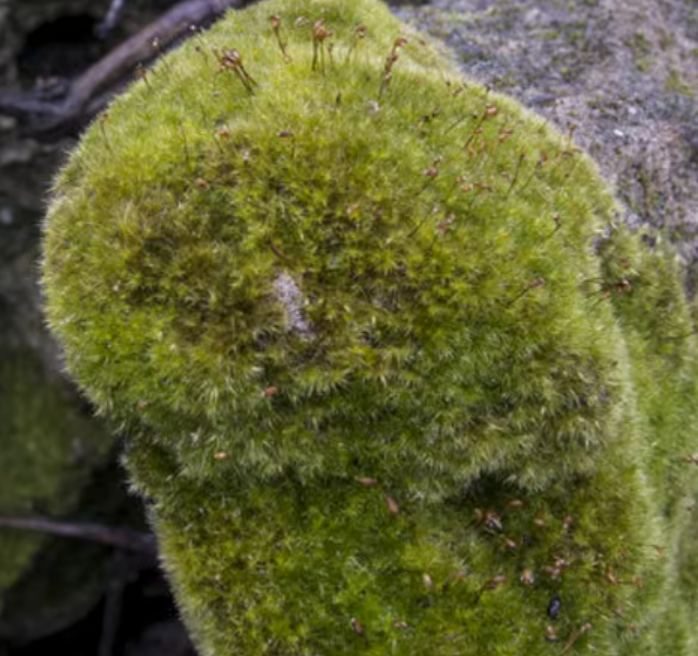 Terrarium moss Rhynchostegiella tenella, with Phytosanitary certification and Passport, grown by moss supplier
