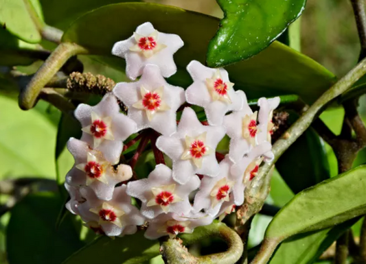 Hoya carnosa, terrarium plants vining climber