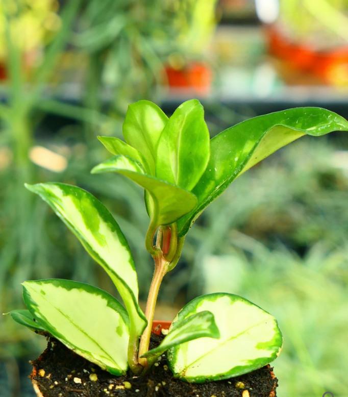 Hoya carnosa, terrarium plants vining climber