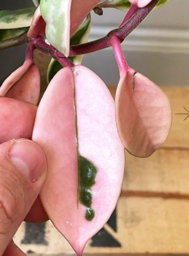 Hoya carnosa, terrarium plants vining climber